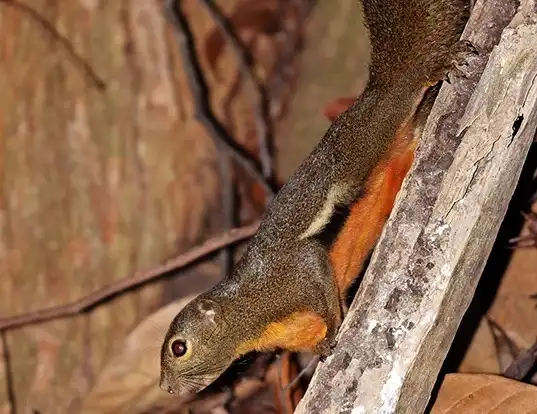 Picture of a plantain squirrel (Callosciurus notatus)