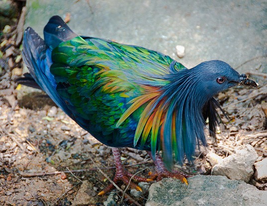 Picture of a nicobar pigeon (Caloenas nicobarica)