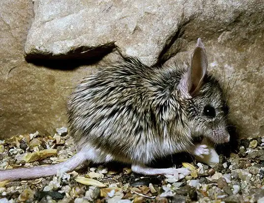 Picture of a mouse-like hamster (Calomyscus bailwardi)
