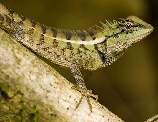 Picture of a east indian emma lizard (Calotes emma)