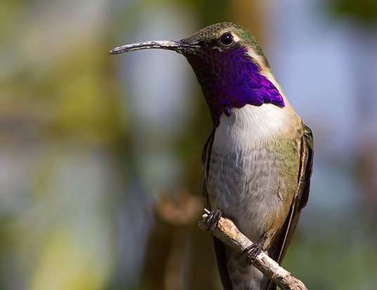 Picture of a lucifer hummingbird (Calothorax lucifer)