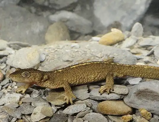 Picture of a pyrenean brook salamander (Calotriton asper)