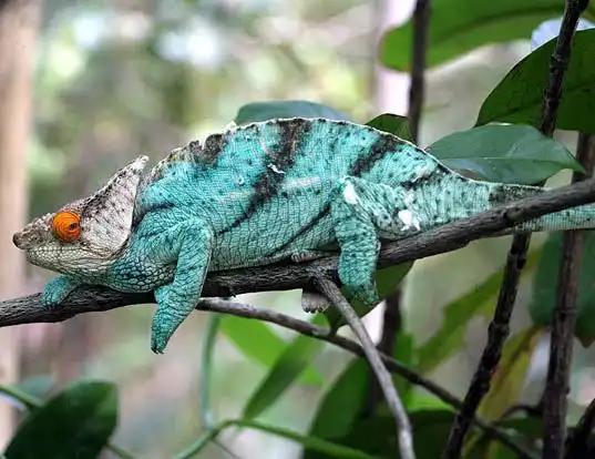 Picture of a parson's chameleon (Calumma parsonii)