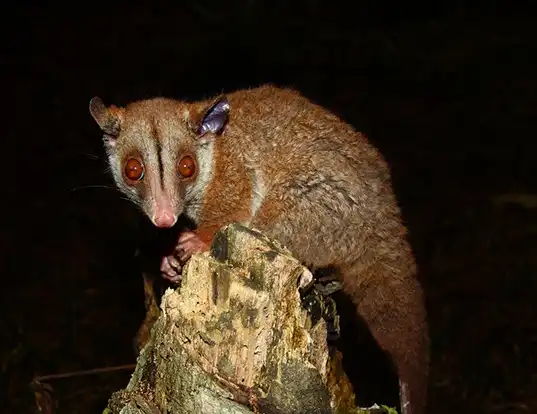 Picture of a brown-eared wooly opossum (Caluromys lanatus)