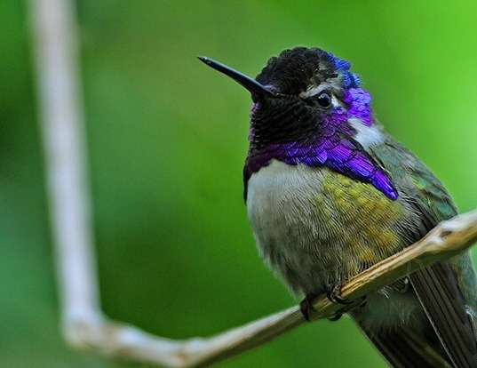 Picture of a costa's hummingbird (Calypte costae)