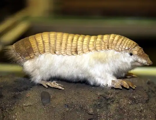 Picture of a greater fairy armadillo (Calyptophractus retusus)