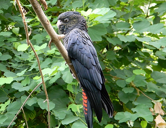 Picture of a red-tailed black-cockatoo (Calyptorhynchus banksii)