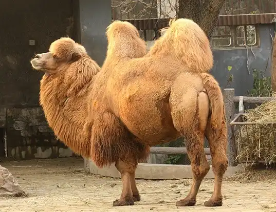 Picture of a bactrian camel (Camelus ferus)