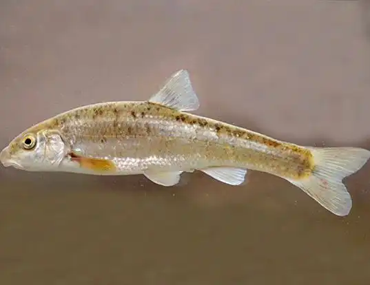 Picture of a largescale stoneroller (Campostoma oligolepis)