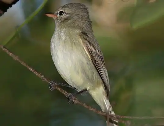 Picture of a northern beardless-tyrannulet (Camptostoma imberbe)