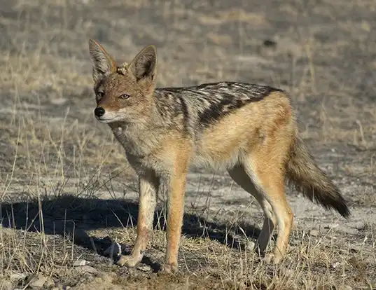 Picture of a side-striped jackal (Canis adustus)