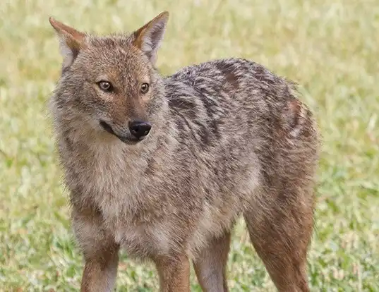 Picture of a golden jackal (Canis aureus)