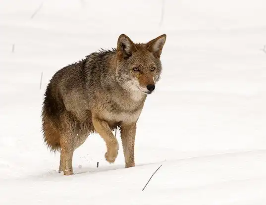 Picture of a coyote (Canis latrans)