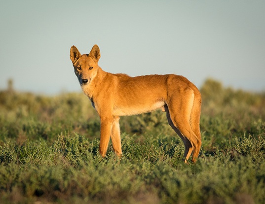 Picture of a dingo (Canis lupus dingo)