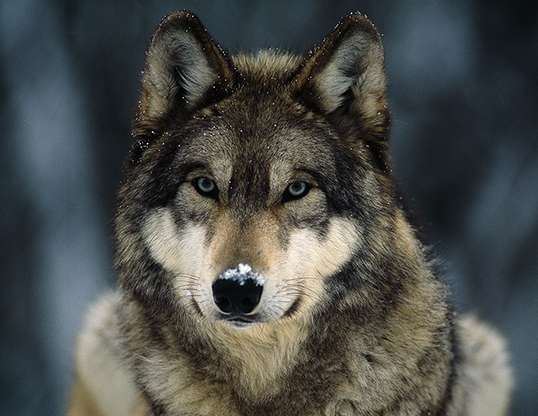 Picture of a gray wolf (Canis lupus)