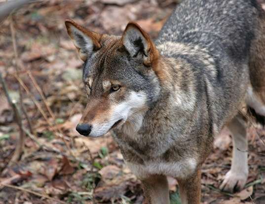 Picture of a red wolf (Canis rufus)