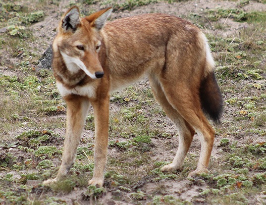 Picture of a ethiopian wolf (Canis simensis)