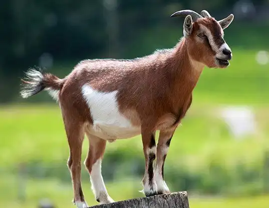 Picture of a domestic goat (Capra hircus)
