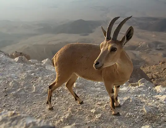 Picture of a nubian ibex (Capra ibex nubiana)