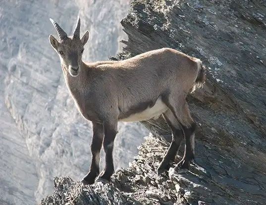 Picture of a alpine ibex (Capra ibex)