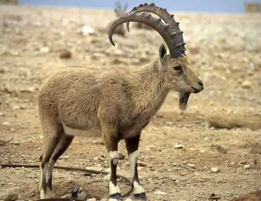 Picture of a nubian ibex (capra nubiana) (Capra nubiana)