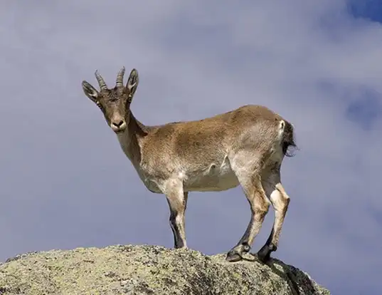 Picture of a spanish ibex (Capra pyrenaica)