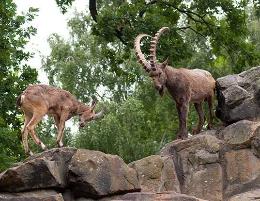 Picture of a siberian ibex (Capra sibirica)