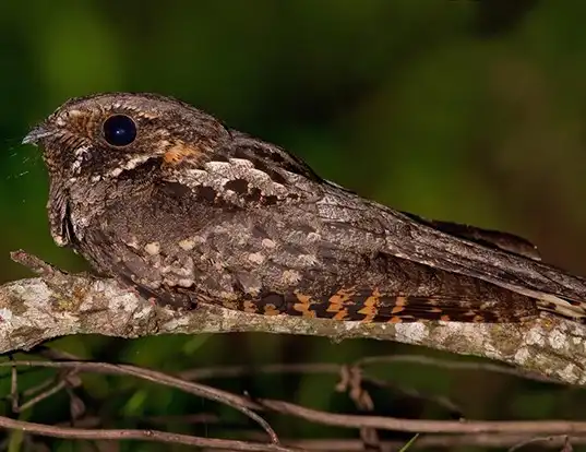 Picture of a eastern whip-poor-will (Caprimulgus vociferus)