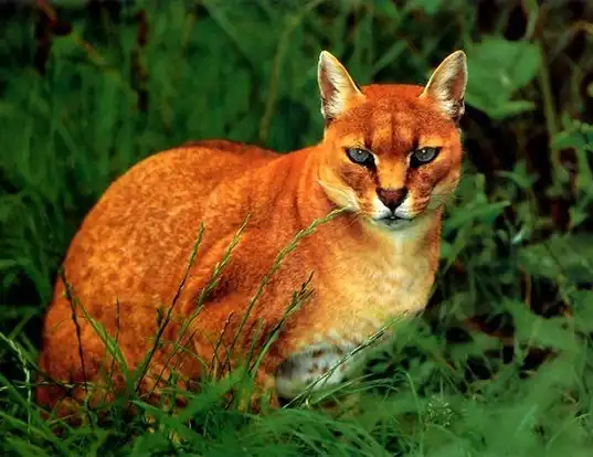 Picture of a african golden cat (Caracal aurata)