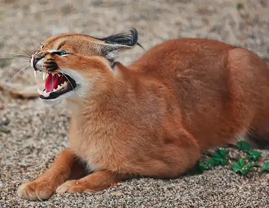 Picture of a caracal (Caracal caracal)