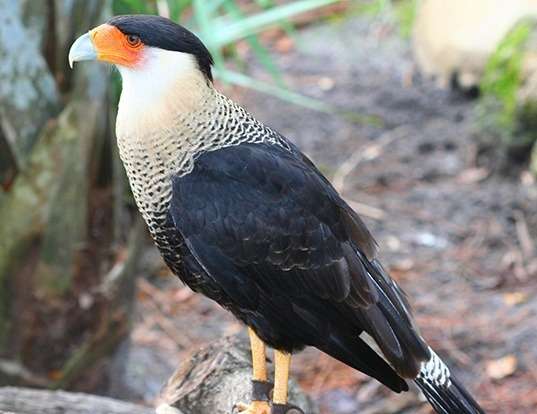 Picture of a crested caracara (Caracara cheriway)