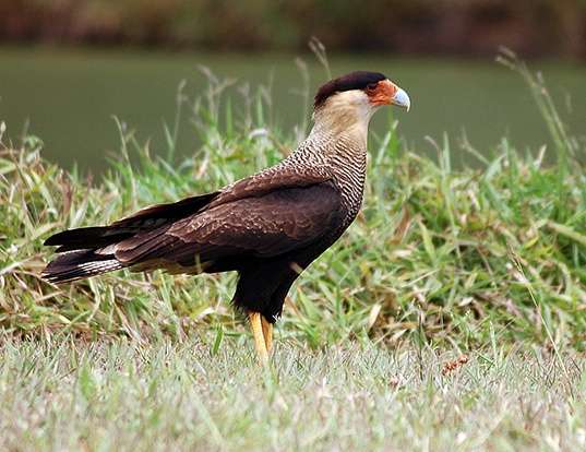 Picture of a southern caracara (Caracara plancus)