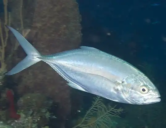 Picture of a blue runner (Caranx crysos)