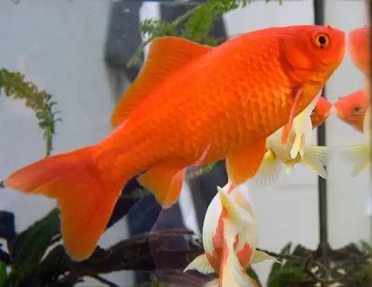 Picture of a goldfish (Carassius auratus)