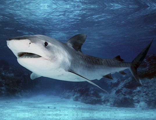 Picture of a blacknose shark (Carcharhinus acronotus)