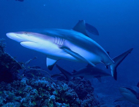 Picture of a grey reef shark (Carcharhinus amblyrhynchos)