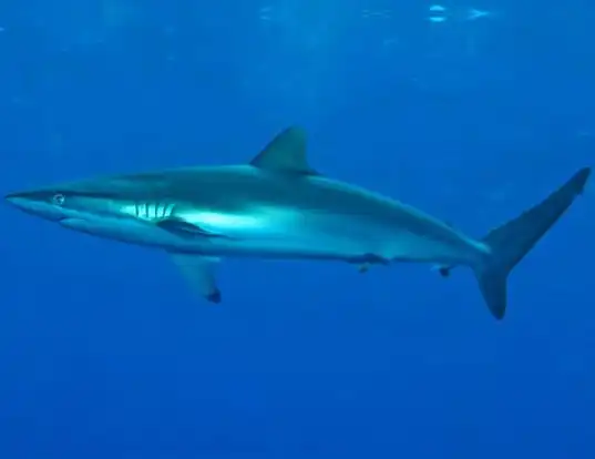 Picture of a spinner shark (Carcharhinus brevipinna)