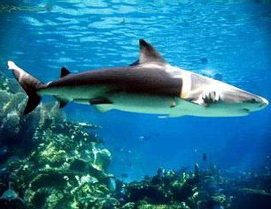 Picture of a nervous shark (Carcharhinus cautus)