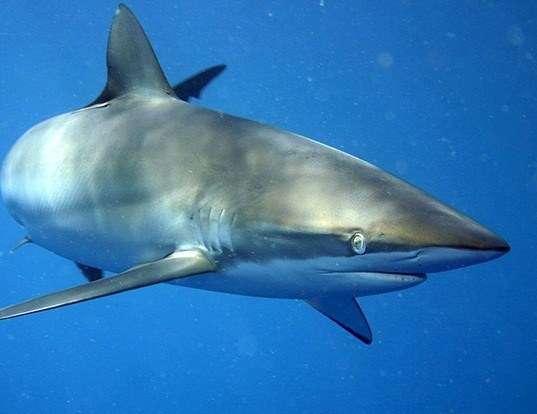Picture of a silky shark (Carcharhinus falciformis)