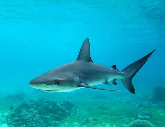 Picture of a galapagos shark (Carcharhinus galapagensis)