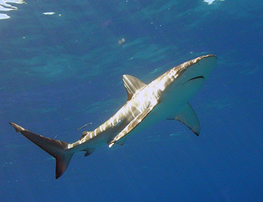 Picture of a finetooth shark (Carcharhinus isodon)