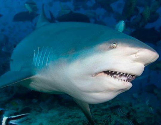Picture of a bull shark (Carcharhinus leucas)