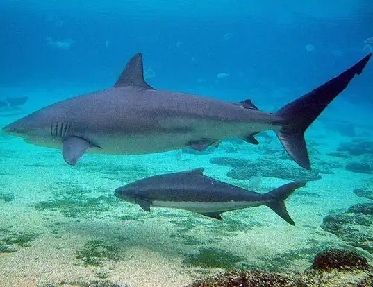Picture of a dusky shark (Carcharhinus obscurus)