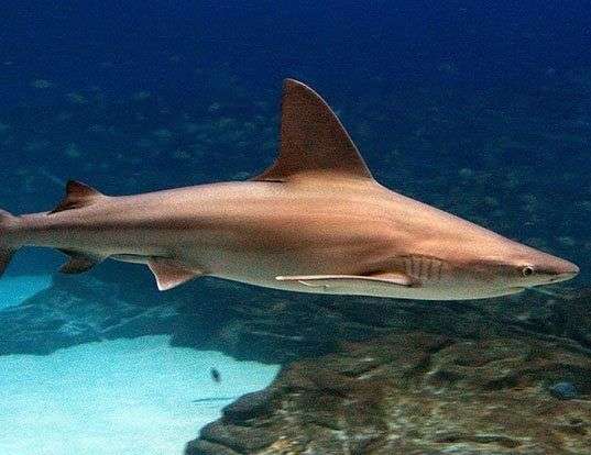 Picture of a sandbar shark (Carcharhinus plumbeus)
