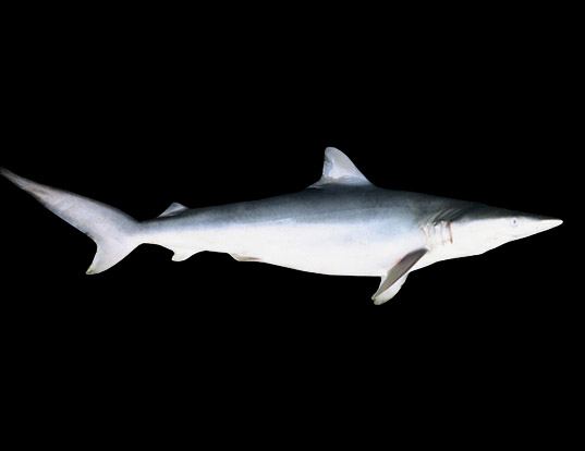 Picture of a smalltail shark (Carcharhinus porosus)