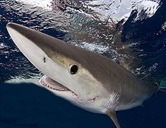 Picture of a night shark (Carcharhinus signatus)
