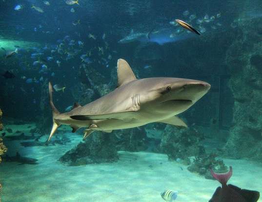Picture of a australian blacktip shark (Carcharhinus tilstoni)