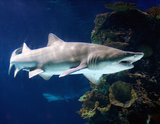 Picture of a sand tiger shark (Carcharias taurus)