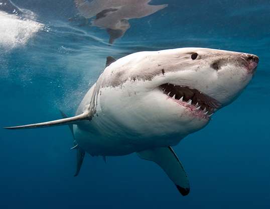 Picture of a great white shark (Carcharodon carcharias)