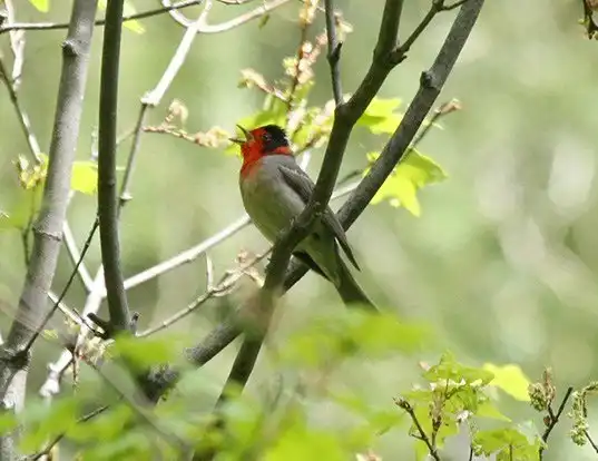 Picture of a red-faced warbler (Cardellina rubrifrons)
